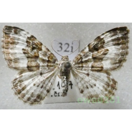 Epirrhoe alternata (Müller, 1764) Czech32i